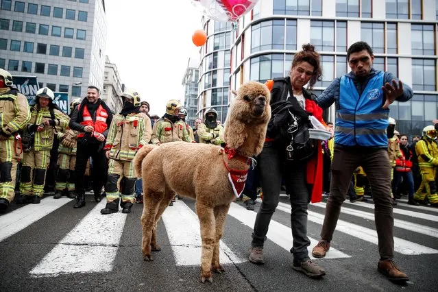 Demonstrators stand next to an alpaca during a protest against the Belgian government's restrictions imposed to contain the spread of the coronavirus disease (COVID-19), in Brussels, Belgium on December 5, 2021. (Photo by Johanna Geron/Reuters)