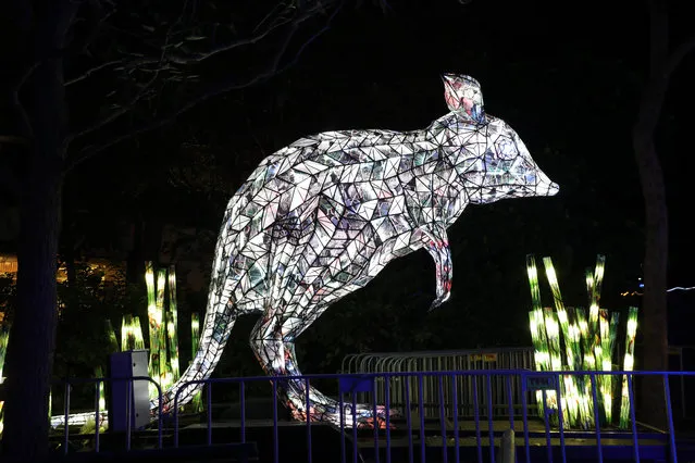 An illuminated lantern sculpture of a bilby during the media preview of Vivid Sydney at Taronga Zoo on May 19, 2019 in Sydney, Australia. (Photo by Richard Milnes/Rex Features/Shutterstock)