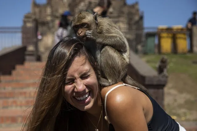 A monkey chews on a brazillian tourist's hair at the Pra Prang Sam Yod temple during the Lopburi Monkey Festival on November 28, 2021 in Lop Buri, Thailand. (Photo by Lauren DeCicca/Getty Images)