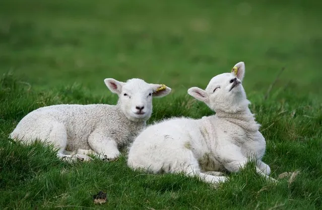 Young lambs enjoy the fine spring weather in fields near Ashford in Kent, UK on Sunday, March 24, 2024. (Photo by Gareth Fuller/PA Images via Getty Images)