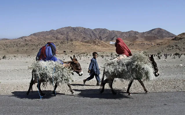 Afghan girls ride donkeys carrying firewood for their home in the Gushta district of Nangarhar province, east of Kabul, Afghanistan, Monday, October 01, 2012. (Photo by Rahmat Gul/AP Photo)