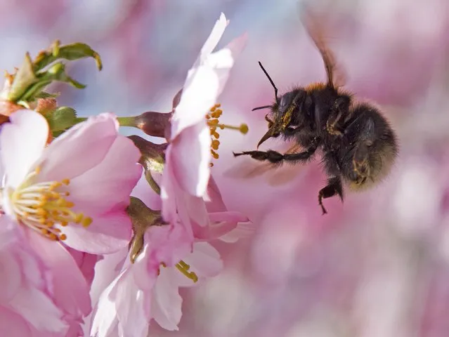 A bumblebee arrives at a cherry tree blossom in Erfurt, central Germany, Tuesday, April 5, 2016. Weather forecasts predict changeable weather for Germany in the next few days. (Photo by Jens Meyer/AP Photo)