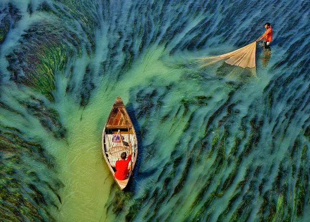 Fishermen are surrounded by green water as they use large nets to catch fish. The workers were pictured trying to find fish below the algae in Rajshahi, Bangladesh in the last decade of February 2024. (Photo by Bipul Ahmed/Solent News & Photo Agency)