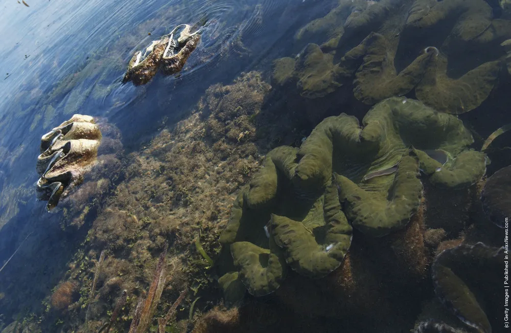 The Giant Clam A.K.A. Tridacna Gigas