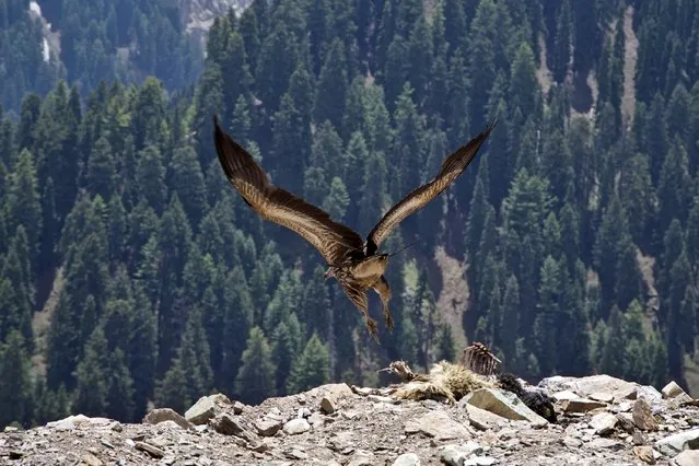 A vulture takes off after feeding on the carcass of a lamb left behind on a hillside by Kashmiri Bakarwals in Dubgan, 70 kilometers (43 miles) south of Srinagar, India, Wednesday, May 20, 2015. Bakarwals are nomadic herders of India's Jammu-Kashmir state who wander in search of good pastures for their cattle. (Photo by Dar Yasin/AP Photo)