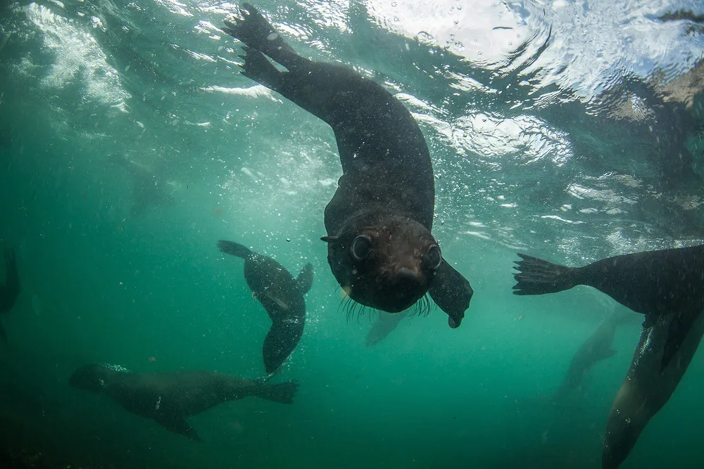 Seals Close-Up