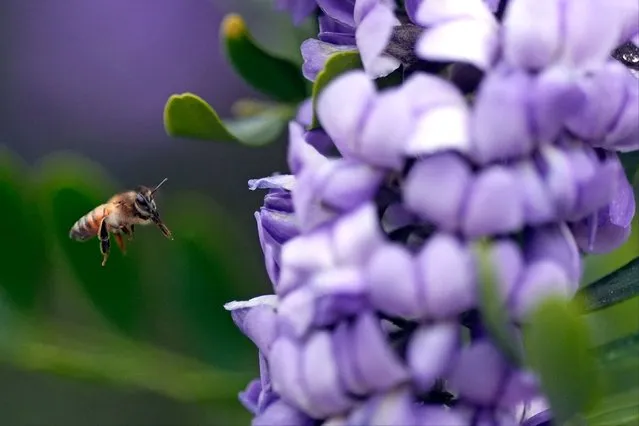 A bee prepares to land on Texas mountain laurel blooms Wednesday, February 28, 2024, in Spring, Texas. (Photo by David J. Phillip/AP Photo)