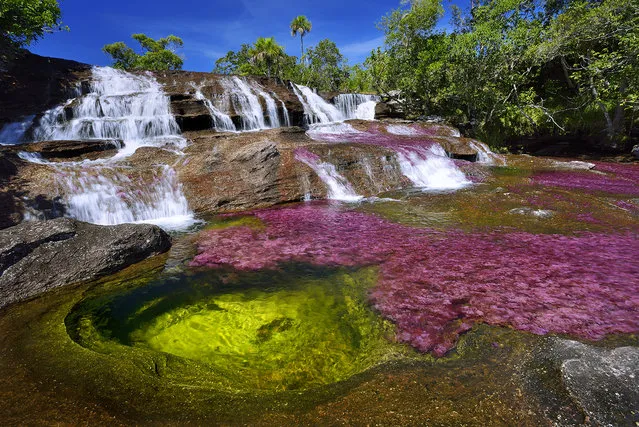 A waterfall is seen at the end of the rainy season, in August, when the water level finally decreases, in the Cano Cristales RIver in the Sierra de la Macarena in Colombia. It has become covered with a bright pink endemic aquatic plant, Macarenia Clavigera. (Photo by Olivier Grunewald)