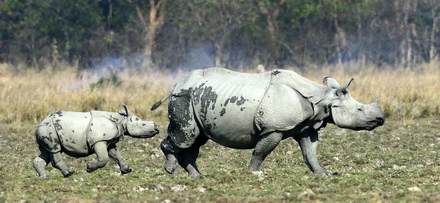 A baby Rhino plays with his mother in the Pobitora Wildlife sanctuary in Morigaon district of Assam, about 50 km away from Guwahati city, India, 06 March 2014. Pobitora has the highest density population of Rhinos in the world, presently numbering about 93 according to 2012 Rhino census in just 38.8 Sq. km. area. (Photo by  EPA/STR)