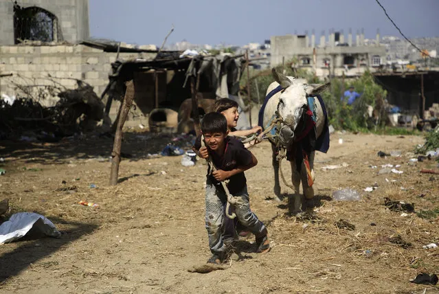 Palestinian boys play with a donkey in Beit Lahia in the northern Gaza Strip on May 29, 2019. (Photo by Mohammed Abed/AFP Photo)