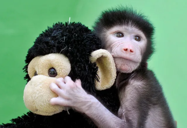 A 23-day-old hamadryas baboon plays with a stuffed toy at Sri Chamarajendra Zoological Gardens after the baboon, according to a zoo doctor, was abandoned by its mother after its birth on April 4, in the southern city of Mysuru, India, April 28, 2016. (Photo by Abhishek N. Chinnappa/Reuters)
