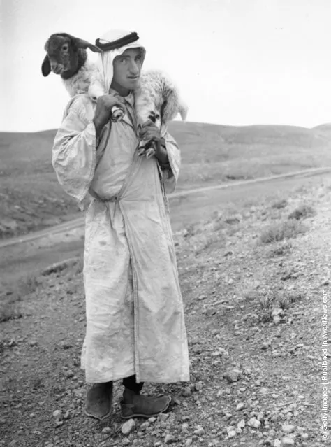 1938: A Bedouin shepherd carrying a young lamb on the hills of Palestine