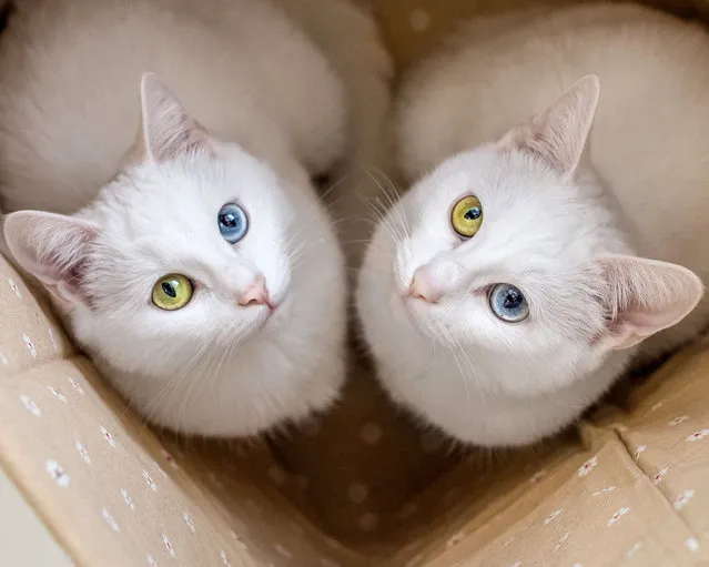 These adorable cats – which are twins – showcase their contrasting blue and green eyes. The fascinating pair, Iriss and Abyss, live with their owner Pavel Dyagilev, 34, in St. Petersburg, Russia. The cats have a condition called heterochromia iridis, which causes each eye to vary in color. Dyagilev said: “When I found an ad on social media that two kittens were seeking a new home, I never imagined that I'd end up with two. But I looked through the pictures of kittens and saw two twins always together on the photos. And my heart melted”. (Photo by @sis.twins/Caters News Agency)