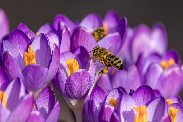 A honeybee flies to a spring crocus to collect nectar in mild weather, Brandenburg, Germany on February 18, 2024. (Photo by Frank Hammerschmidt/dpa)