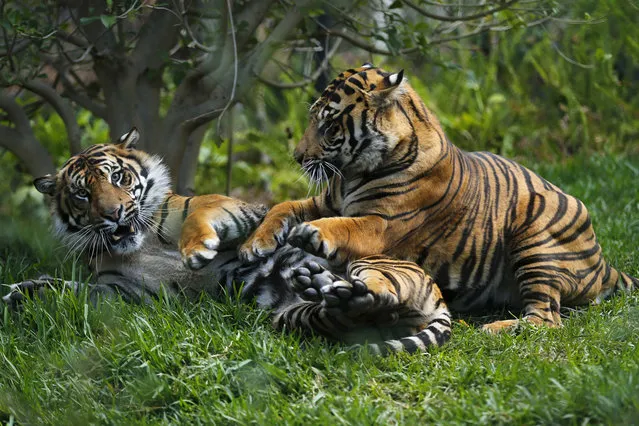 Two young male Sumatran tigers play in a new $19.5 million tiger habitat at the San Diego Zoo's Wild Animal Park in San Diego's San Pasqual Valley May 21, 2014. The soon to open exhibit will house six tigers and features waterfall feed ponds, rocks for climbing and tall crass for catnaps. (Photo by Mike Blake/Reuters)