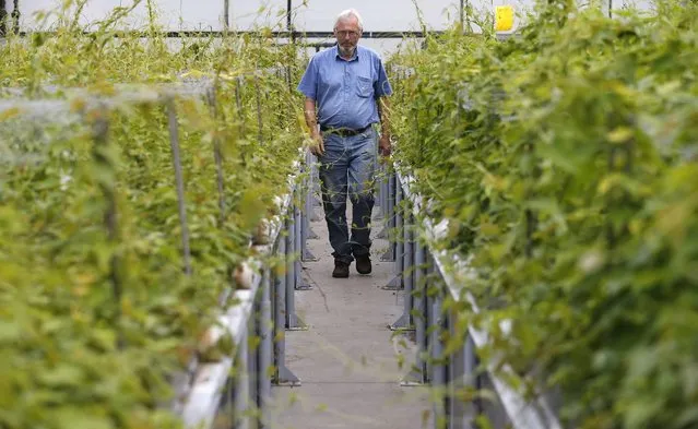An employee walks between arrays of plants in a greenhouse at the Plant Advanced Technologies (PAT) company in Laronxe near Nancy, Eastern France, June 19, 2015. (Photo by Vincent Kessler/Reuters)