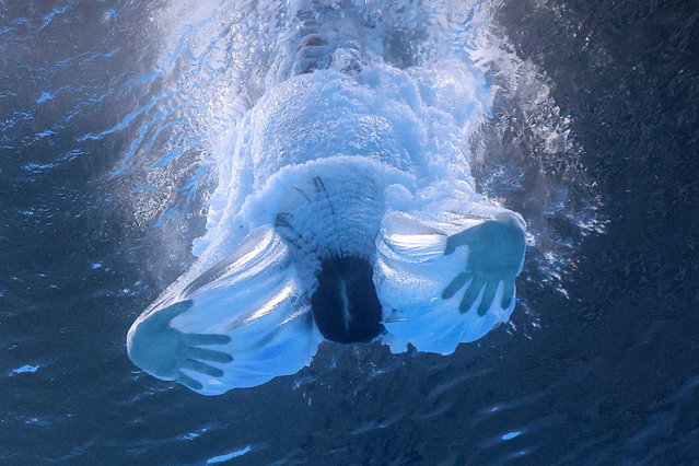 Sofiia Lyskun of Ukraine competes in the women's 10m platform diving during the Paris Olympic Games at the Aquatics Center in Saint-Denis, France on August 5, 2024. (Photo by Stefan Wermuth/Reuters)