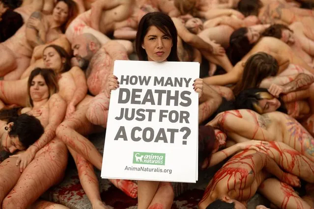 A naked activist holds a placard reading “how many deaths just for a coat?” during a protest against fur trade, called by international non profit animal rights organisation AnimaNaturalis, in Barcelona, on December 1, 2019, on the eve of the opening of the UN Climate Change Conference COP25. Spain's Socialist government offered to host this year's UN climate conference, known as COP25, from December 2 to December 13, 2019, after the event's original host Chile withdrew last month due to deadly riots over economic inequality. Spanish authorities expect some 25,000 participants and 1,500 journalists from around the world to attend the two-week gathering in Madrid. (Photo by Pau Barrena/AFP Photo)