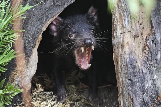 In this December 21, 2012 file photo a Tasmanian devil called Big John growls from the confines of his new tree house as he makes his first appearance at the Wild Life Sydney Zoo in Sydney, Australia. The Tasmanian devil is an endangered species due to a mysterious disease that has slashed their numbers in Tasmania's wilderness by as much as 90 percent since it was discovered two decades ago. (Photo by Rob Griffith/AP Photo)