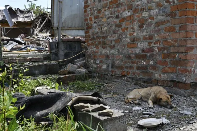 A survived dog lies next to a building damaged by an overnight missile strike in Sloviansk, Ukraine, Wednesday, June 1, 2022. (Photo by Andriy Andriyenko/AP Photo)