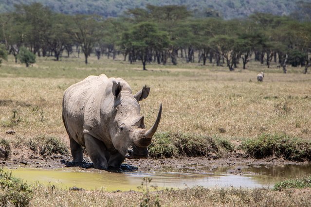 A White rhinoceros drinks water at Lake Nakuru National Park, which is the natural habitat of many animal species, in Nakuru, Kenya on September 28, 2024. The 188 square kilometer national park, covers Lake Nakuru and its surroundings, welcomes visitors with its unique nature and unique wildlife. (Photo by James Kamau Wakibia/Anadolu via Getty Images)