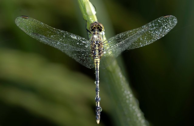 A wet dragon fly lands in a rice field before sunrise in Kathmandu, Nepal, 08 October 2024. (Photo by Narendra Shrestha/EPA/EFE)