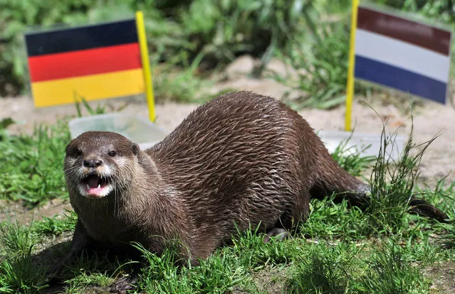 Otter 'Ferret' votes for Germany as it predicts the result of the upcoming EURO 2012 football match of the Netherlands against Germany on June 12, 2012 at the zoo in Aue, eastern Germany