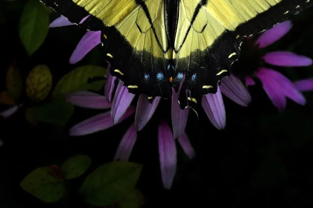 A butterfly is illuminated by the photographer’s camera flash in Springfield, Va. on July 31, 2019. (Photo by Matt McClain/The Washington Post)
