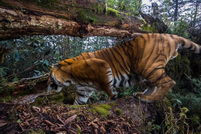 A wild Bengal tiger ( Panthera tigris tigris) captured on a camera trap in corridor eight at an altitude of 3,540 metres in Trongsa, Bhutan. (Photo by Emmanuel Rondeau/WWF UK/The Guardian)