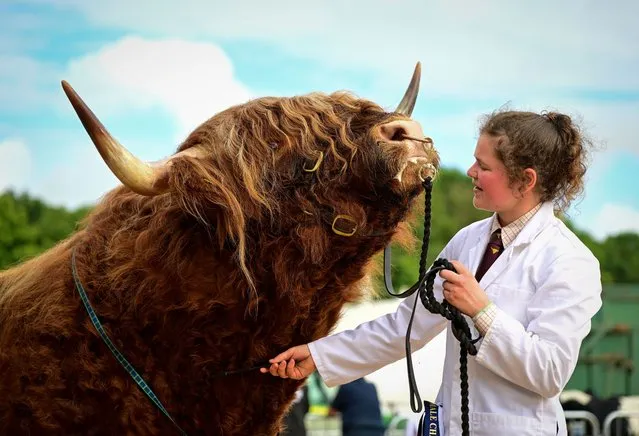 A Highland Bull enjoys a combing before judging at the Westpoint Arena and Show ground in Clyst St Mary near Exeter on June 30, 2022 in Devon, England. Established in 1872, it has grown into one of the South West's biggest county shows attracting over 90,000 visitors. Although primarily an agricultural livestock and produce showcase, it is also seen as a barometer for the health of the whole agricultural industry in general. (Photo by Finnbarr Webster/Getty Images)