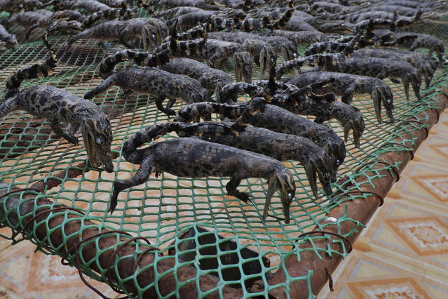 Crocodile babies are dried to be sold at a crocodile farmers shop in Siem Reap province, Cambodia, on August 2, 2024. (Photo by Aniruddha Ghosal/AP Photo)