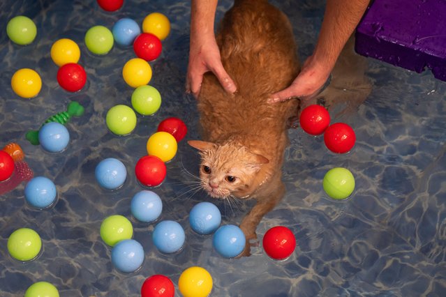 A view of cat named Ekmek, trying to get rid of its excess weight by doing pilates and swimming in the pool as it gets obese due to irregular nutrition and inactivity in Ankara, Turkiye on October 28, 2024. Ekmek, which means 'bread' in English, follows the steps of another obese cat named Siraz that lost 6 kilograms by doing the same exercises. (Photo by Ahmet Serdar Eser/Anadolu via Getty Images)