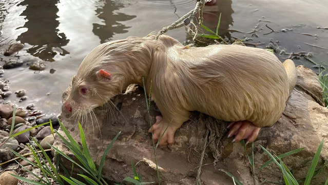 A rare albino Eurasian otter after being found by a fisherman in the Tigris River in Balad, Iraq on June 21, 2022. (Photo by Media Office of Iraqi Green Climate Organisation/Reuters)