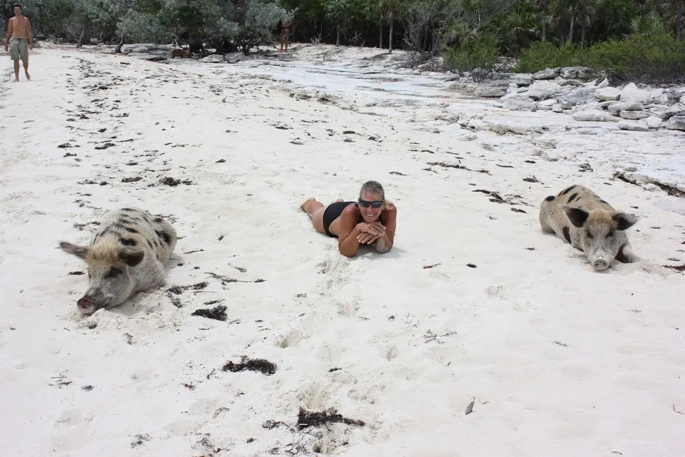 Swimming Pig off the Island of Big Major Cay