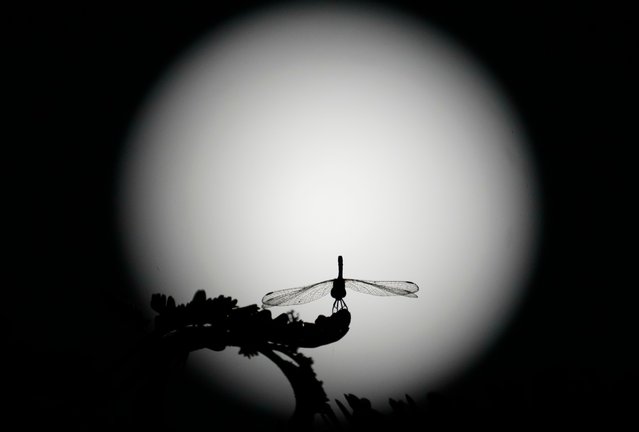 A dragonfly is backdropped by the moon, in Naypyitaw, Myanmar, Friday, November 15, 2024. (Photo by Aung Shine Oo/AP Photo)
