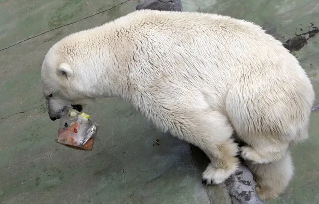 A polar bear eats an ice fruit cake inside its enclosure during a hot summer day at Prague Zoo, Czech Republic, August 23, 2015. (Photo by David W. Cerny/Reuters)