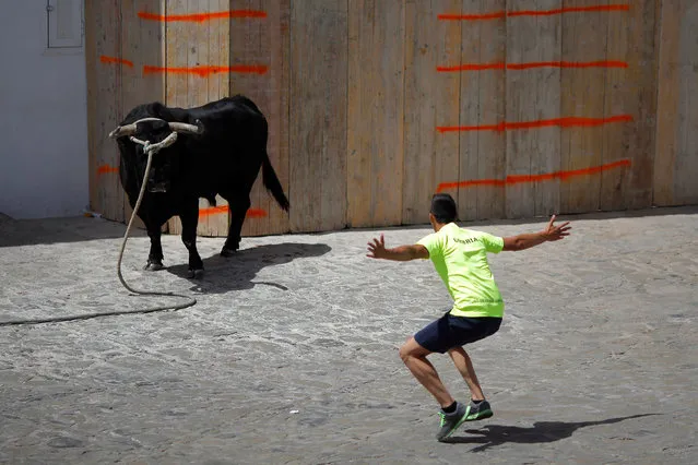 A runner tries to get the attention of a bull, named Santon, during the “Toro de Cuerda” (Bull on Rope) festival at Plaza de Espana square in Grazalema, southern Spain, July 18, 2016. (Photo by Jon Nazca/Reuters)