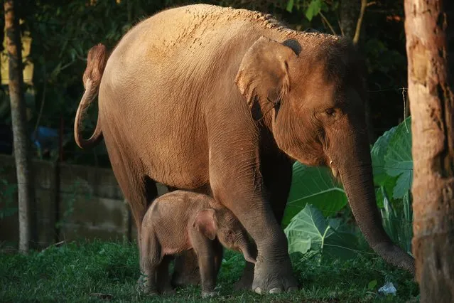 A two-day-old newly born elephant stands beside mother Mega at the Ex-situ conservation carried out by Taman Satwa Lembah Hijau Bandar Lampung (TSLHBL), in Lampung province on August 8, 2022. (Photo by Perdiansyah/AFP Photo)