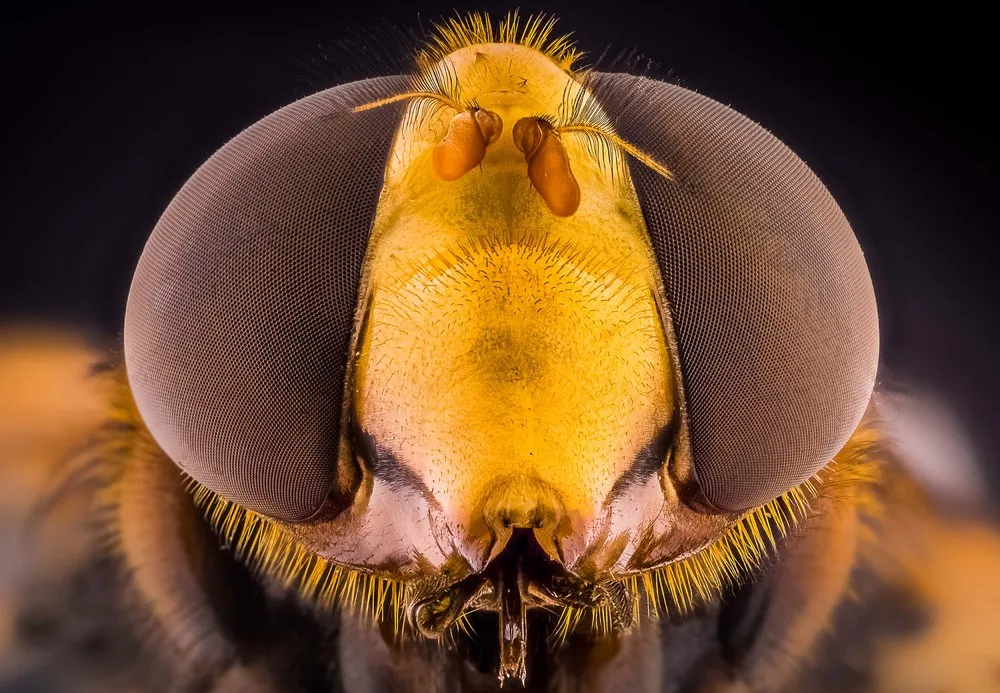 Insect Eyes by Amateur Photographer Kutub Uddin