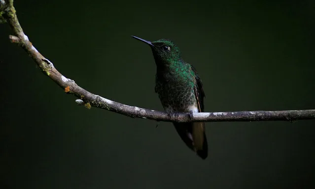 A hummingbird is seen in a tree in the sanctuary “El Paraiso de los Colibries” near Cali, Colombia, July 28, 2016. (Photo by Jaime Saldarriaga/Reuters)