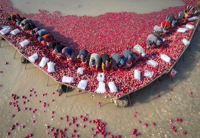 An aerial view of the agricultural workers washing and packaging geographically registered radishes in Savrun Stream in Kadirli District of Osmaniye, where most of Turkiye's radish production takes place during the harvesting process in Osmaniye, Turkiye on December 28, 2024. (Photo by Ahmet Aslan/Anadolu via Getty Images)