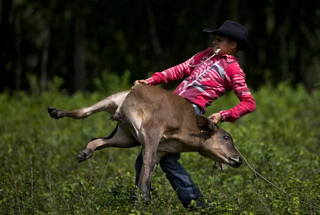 In this July 29, 2016 photo, a cowboy throws a calf to the ground to wrap its legs, during an improvised rodeo game at a farm in Sancti Spiritus, central Cuba. (Photo by Ramon Espinosa/AP Photo)