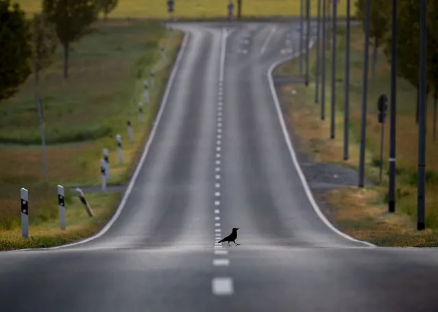 A crow walk over an empty road in Frankfurt, Germany, Tuesday, May 5, 2020. (Photo by Michael Probst/AP Photo)