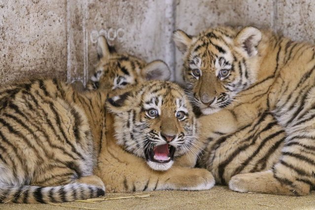 Three newborn Siberian tigers in their enclosure at the zoo in Opole, Poland on November 15, 2023. The tigers were born on 19 September. (Photo by Krzysztof Åwiderski/EPA/EFE)