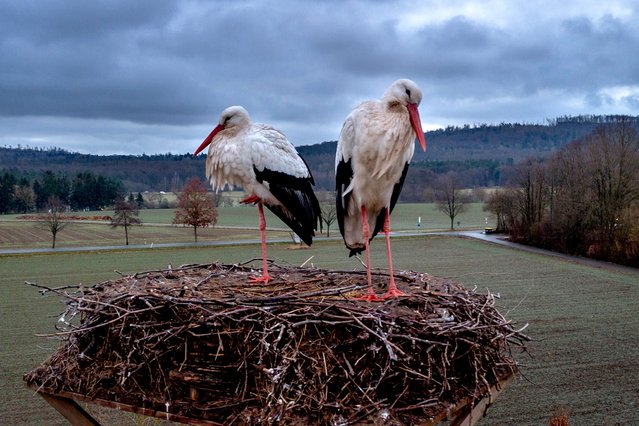 Storks are back in their nest after returning from southern regions in Wehrheim near Frankfurt, Germany, Friday, January 31, 2025. (Photo by Michael Probst/AP Photo)