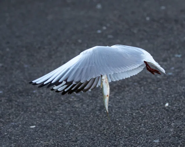 A seagull flaps wings with a fish it received from fish market in the Turkish capital Ankara on March 03, 2020. Ankara is a city located in the center of Turkey with a nearest coastline 270 kilometers away. (Photo by Aytac Unal/Anadolu Agency via Getty Images)