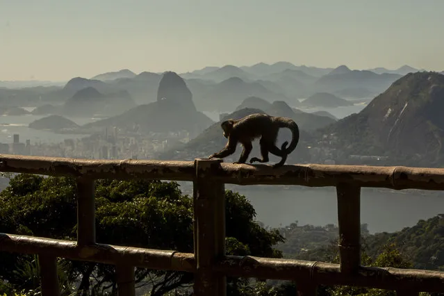 A monkey is seen at Alto da Boa Vista as many of them appeared more visible during coronavirus quarentine on May 10, 2020 in Rio de Janeiro, Brazil. According to the Brazilian Health Ministry, Brazil has 155.939 positive cases of coronavirus (COVID-19) and a total of 10.627 deaths. (Photo by Bruna Prado/Getty Images)