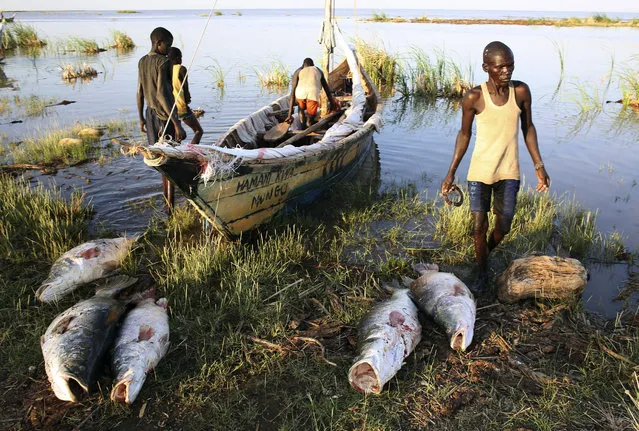 Turkana men unload freshly caught Nile Perches from a boat at a fishing camp on the western shore of Lake Turkana, close to Todonyang, near the Kenya-Ethiopia border in northern Kenya September 24, 2014. (Photo by Goran Tomasevic/Reuters)