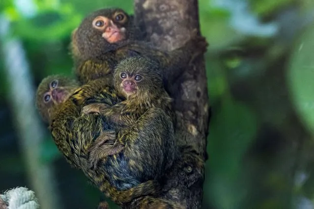 Pygmy marmoset cubs are pictured with their mother in their enclosure at the Mulhouse Zoo, eastern France, on June 3, 2020. (Photo by Sebastien Bozon/AFP Photo)