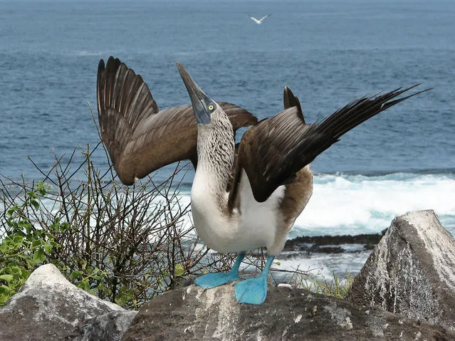 Blue-Footed Booby